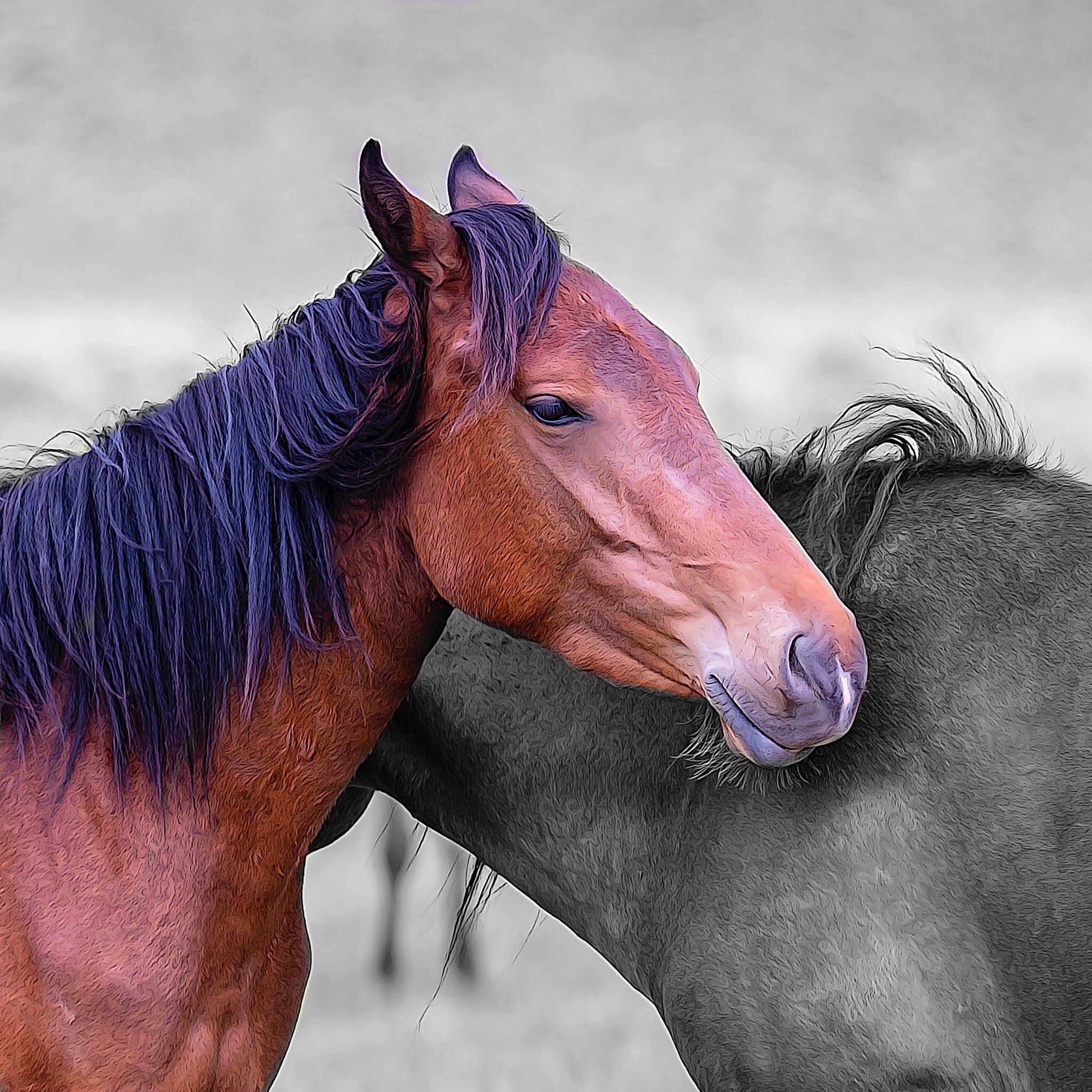Mustang Love